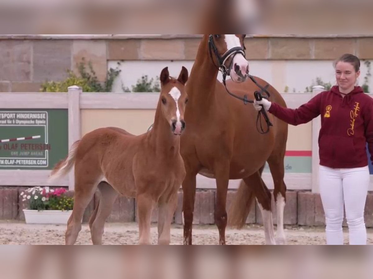 Deutsches Reitpony Hengst Fohlen (04/2024) Fuchs in Villingen-Schwenningen