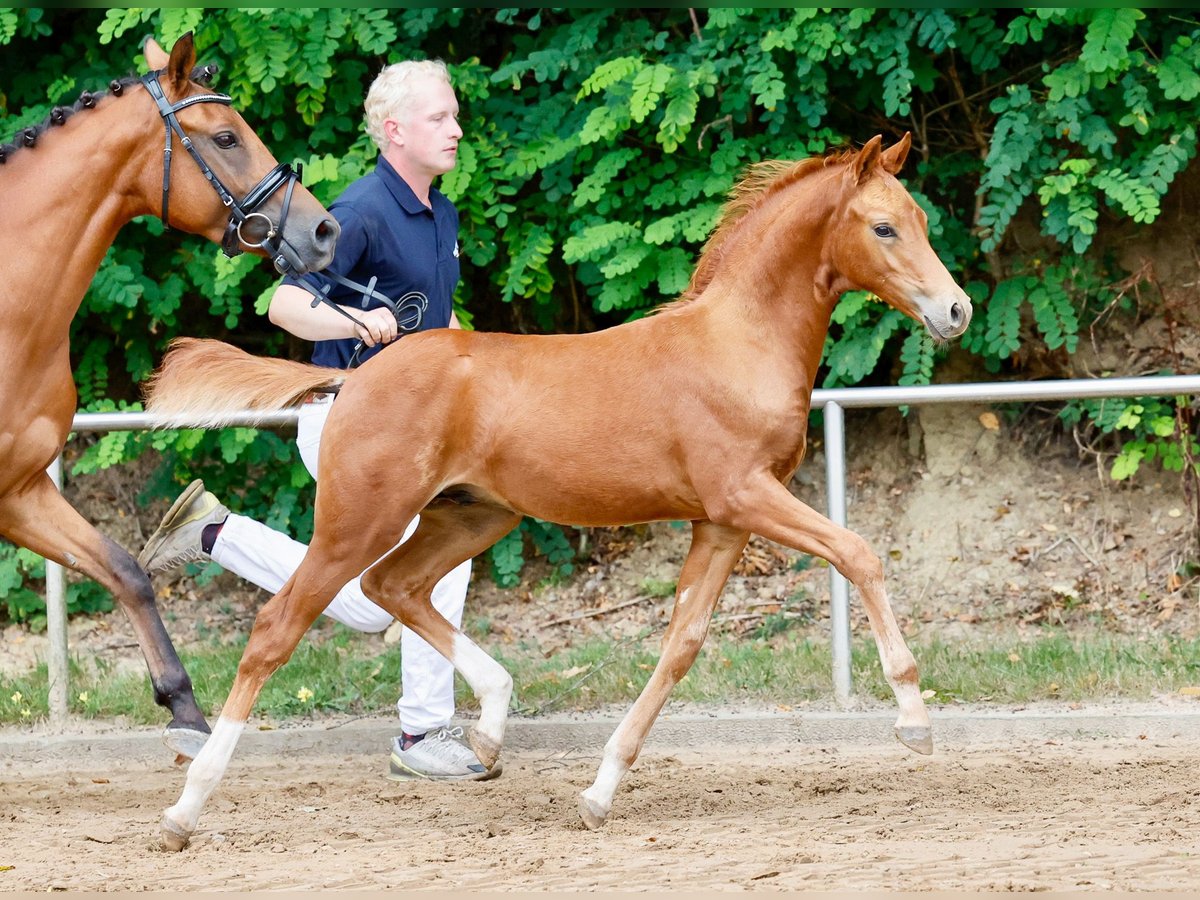 Deutsches Reitpony Hengst Fohlen (06/2024) Fuchs in Tornesch