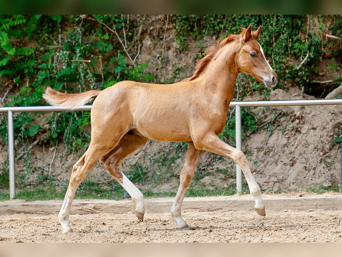 Deutsches Reitpony Hengst Fohlen (05/2025) Fuchs in Vechta
