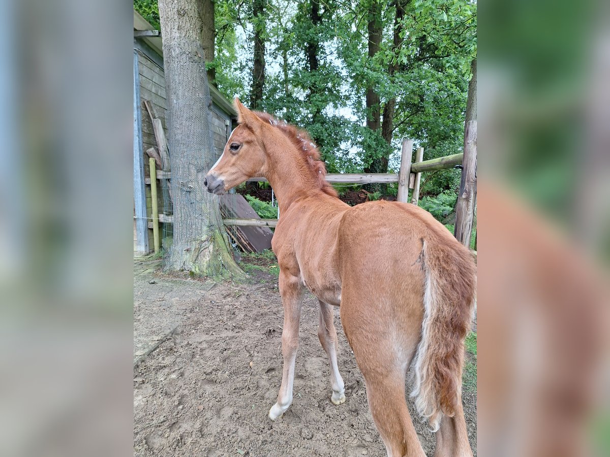 Deutsches Reitpony Hengst  Fuchs in Holste