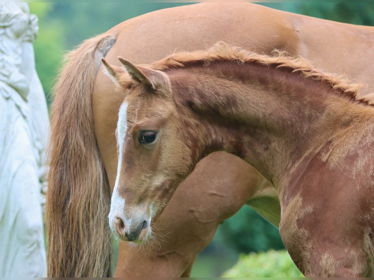 Deutsches Reitpony Hengst Fohlen (05/2024) Fuchs in Viöl