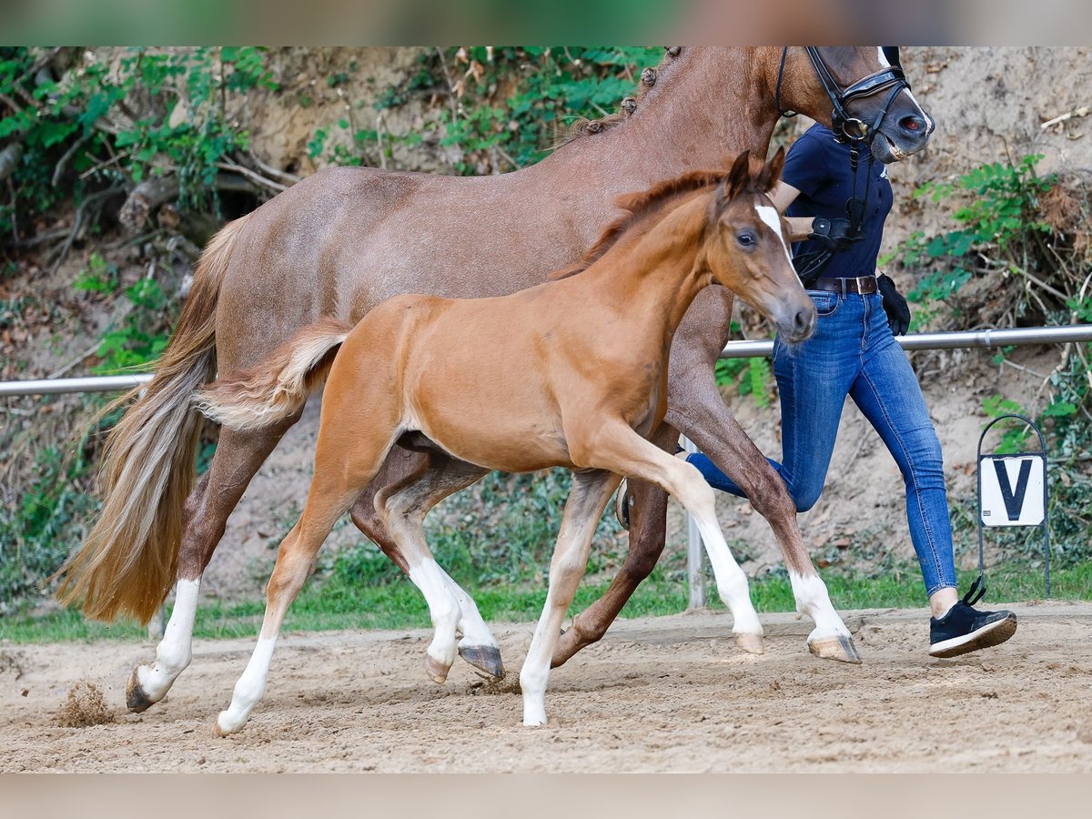 Deutsches Reitpony Hengst Fohlen (04/2025) Fuchs in Vlotho