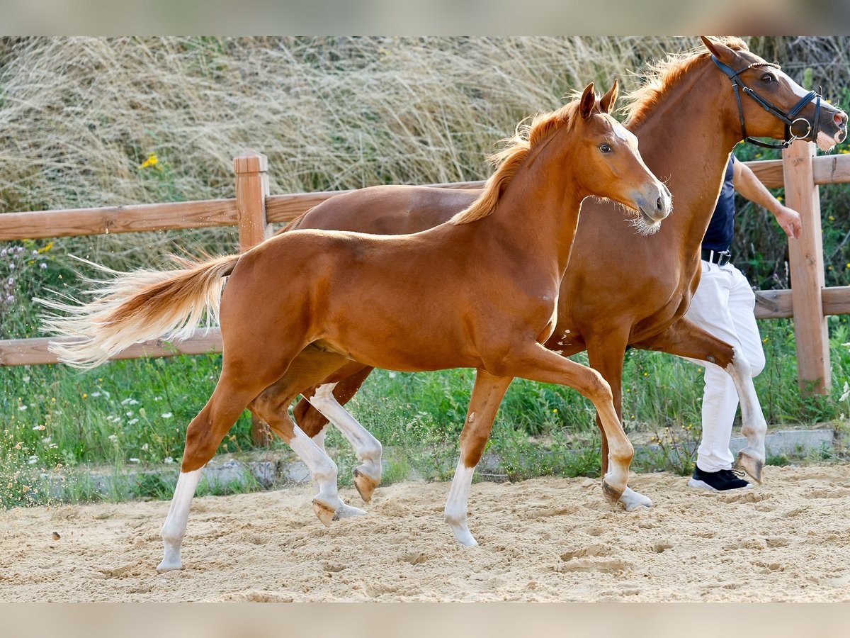 Deutsches Reitpony Hengst Fohlen (01/2025) Fuchs in Wegeleben