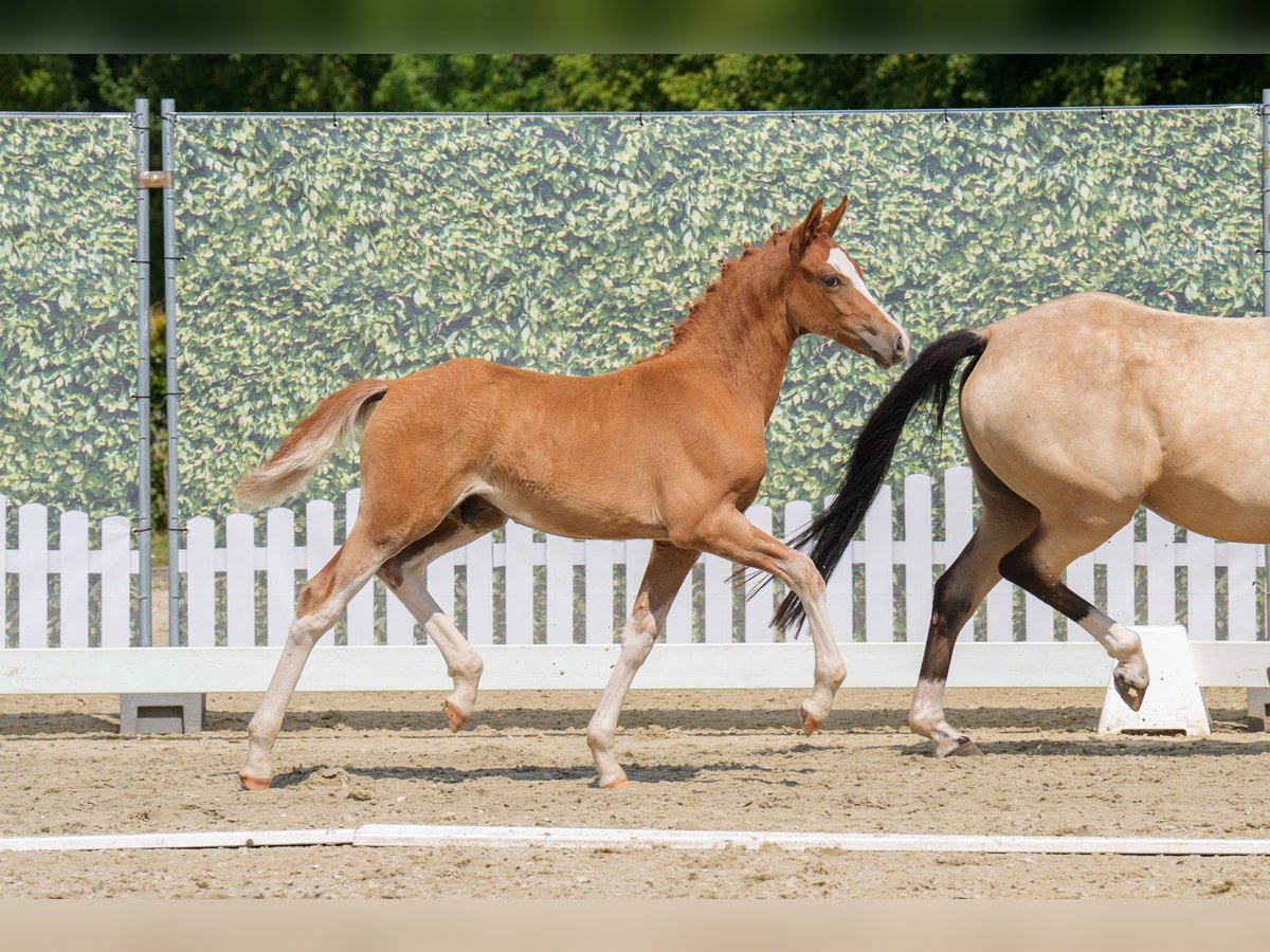 Deutsches Reitpony Hengst Fohlen (05/2025) Fuchs in Witten