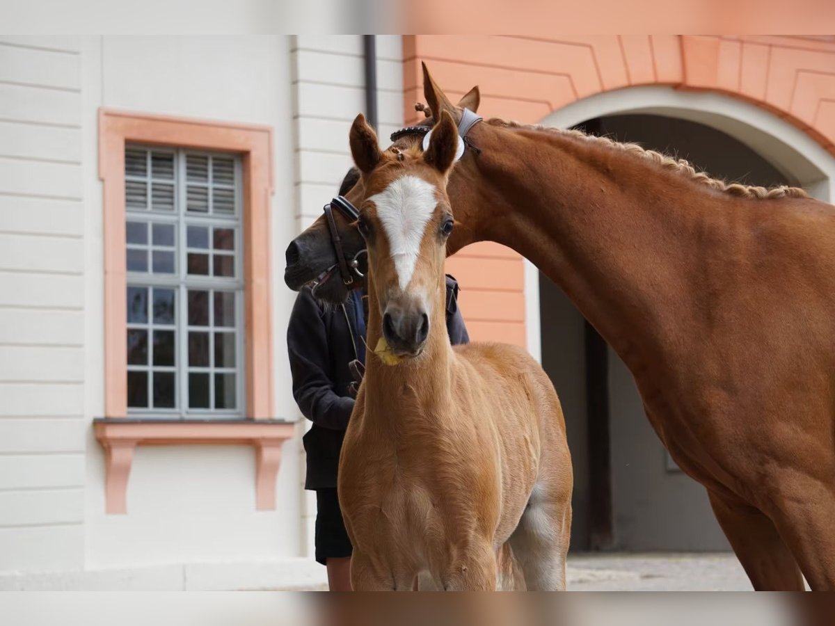 Deutsches Reitpony Hengst Fohlen (05/2025) Fuchs in Jessen (Elster) Buschkuhnsdorf