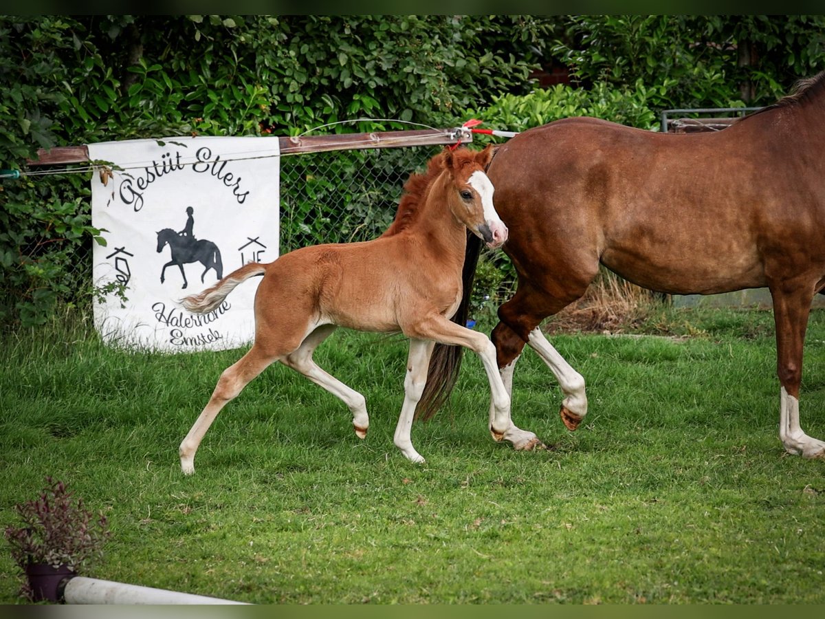 Deutsches Reitpony Hengst  Fuchs in Dinklage