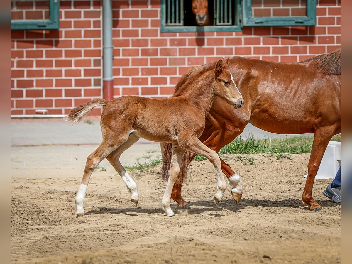 Deutsches Reitpony Hengst  Fuchs in Lingen