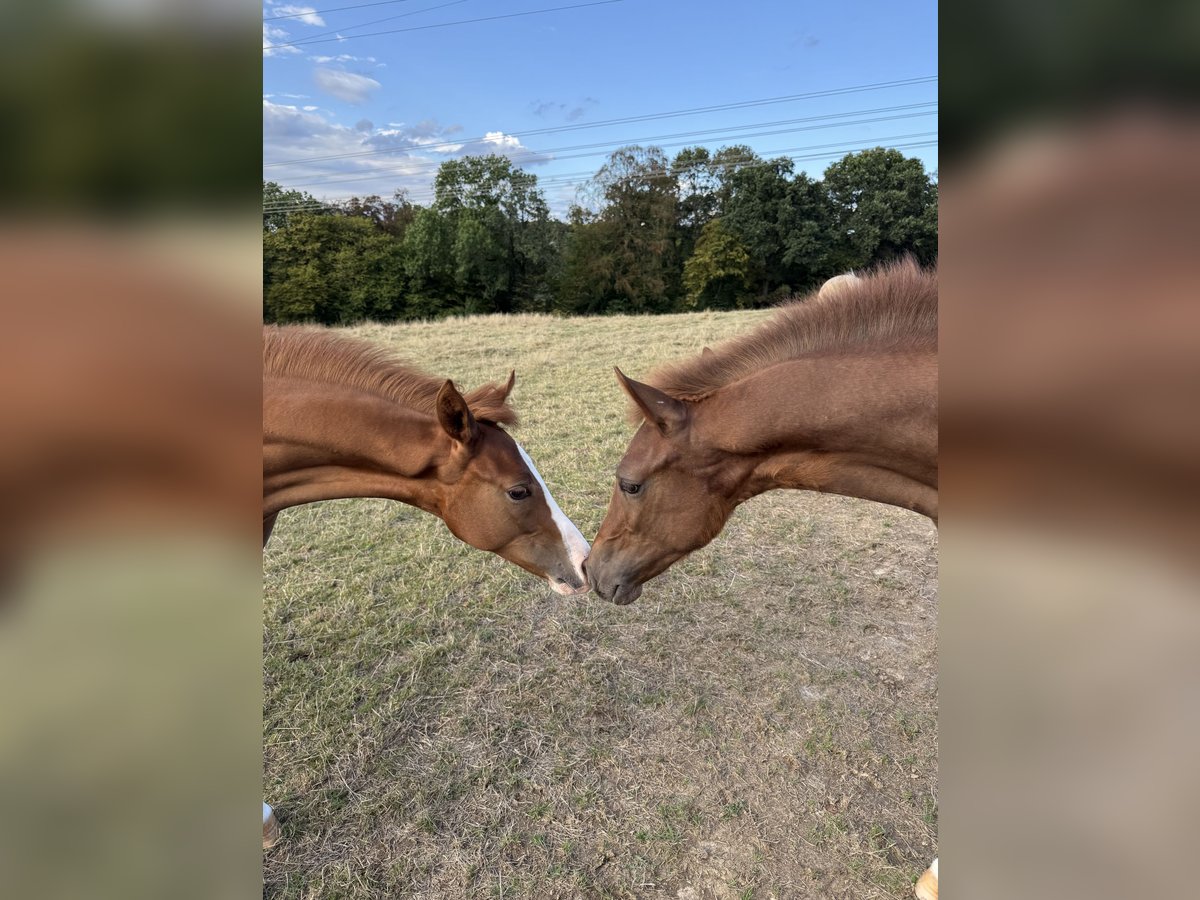 Deutsches Reitpony, Hengst in WuppertalWuppertal