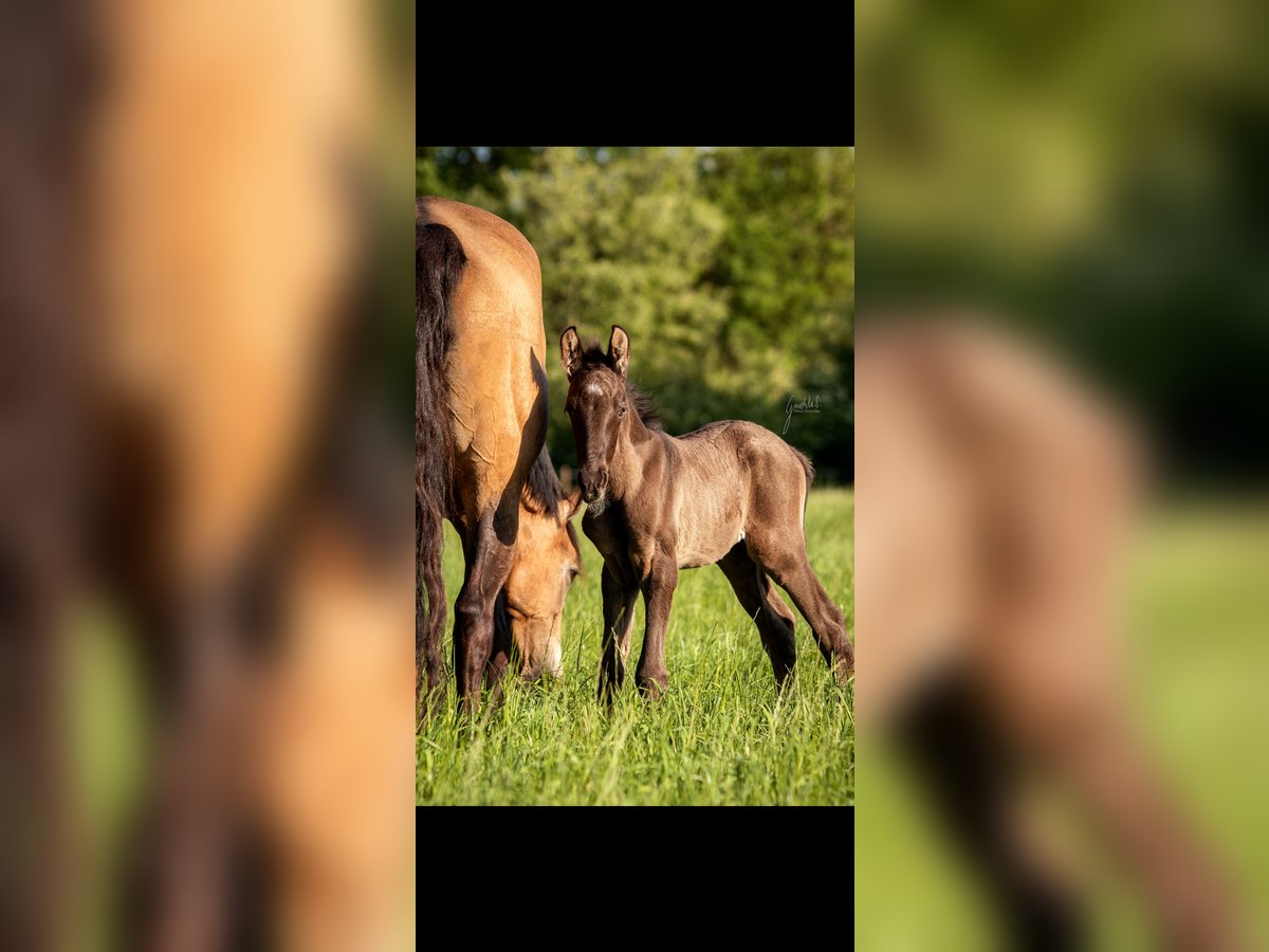 Deutsches Reitpony Hengst  Grullo in H&#xFC;nxe