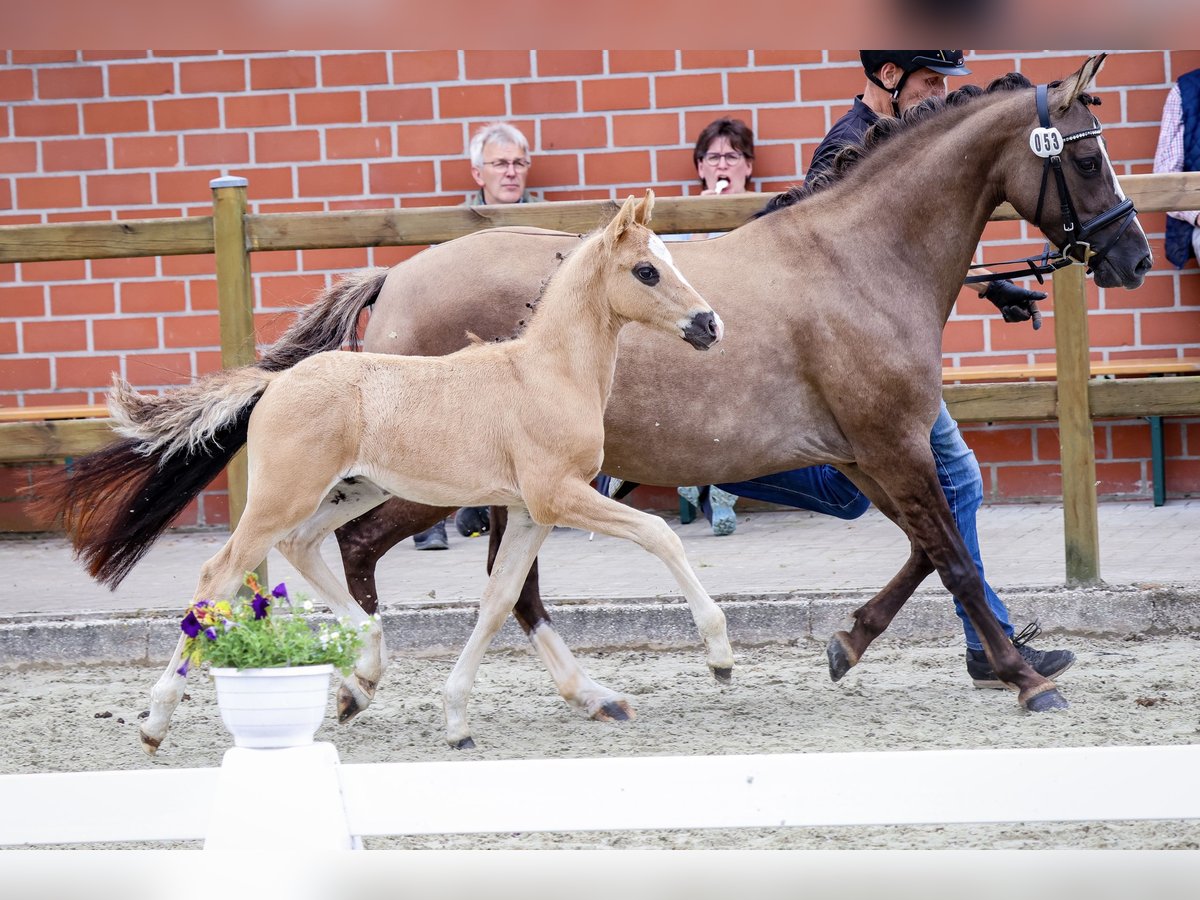 Deutsches Reitpony Hengst Fohlen (05/2024) Grullo in Rosendahl