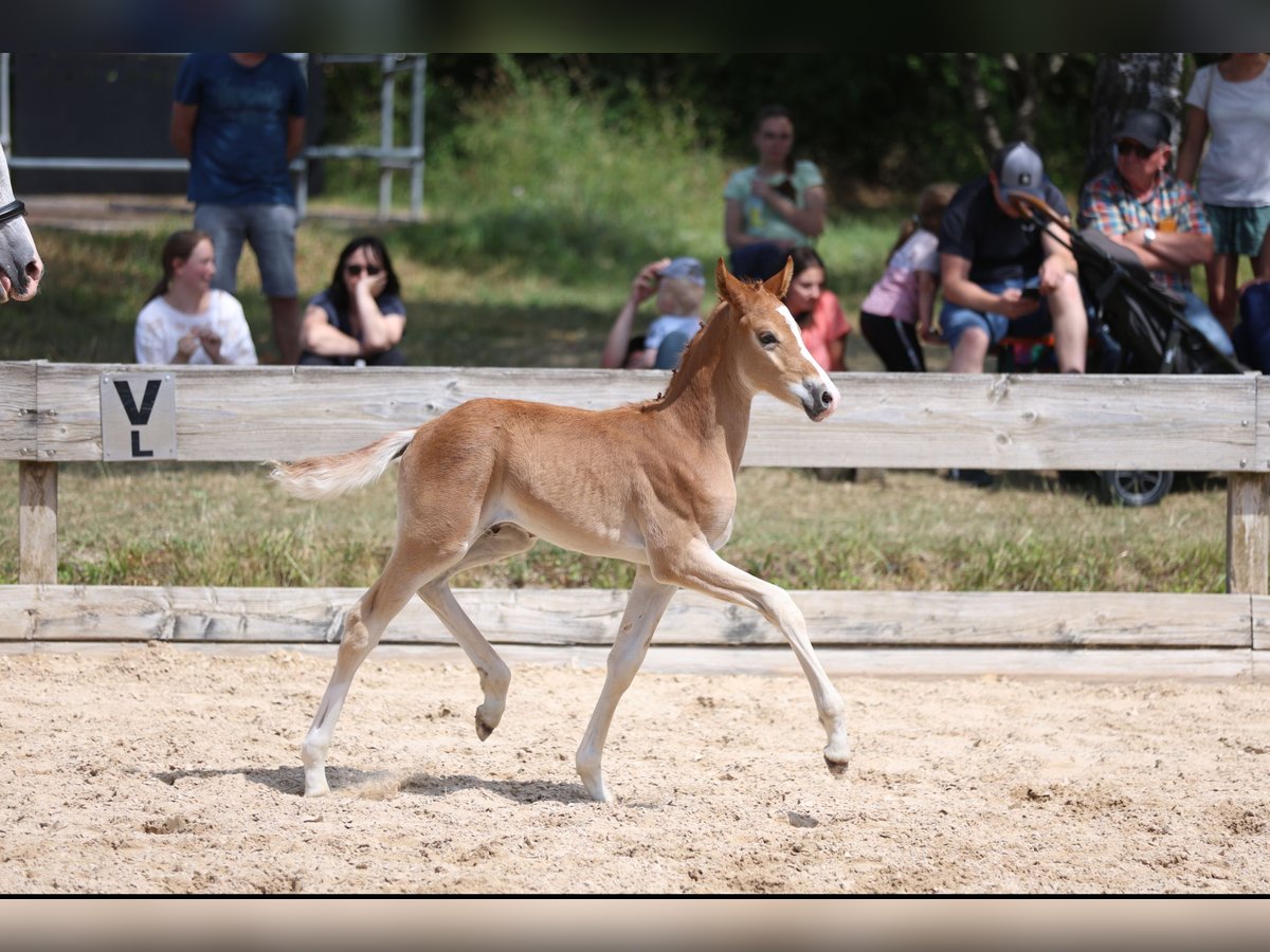 Deutsches Reitpony Hengst  Kann Schimmel werden in Welzheim