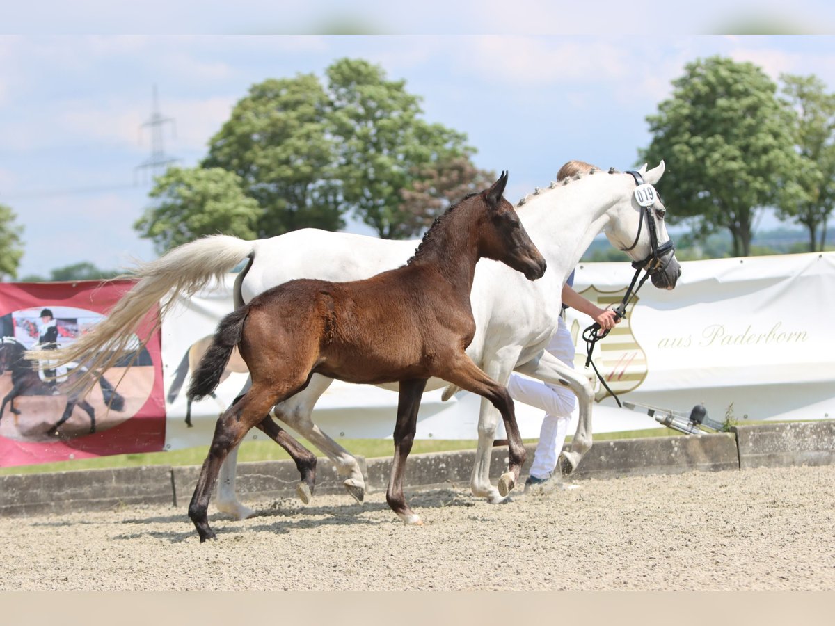 Deutsches Reitpony Hengst Fohlen (04/2024) Kann Schimmel werden in Delbrück