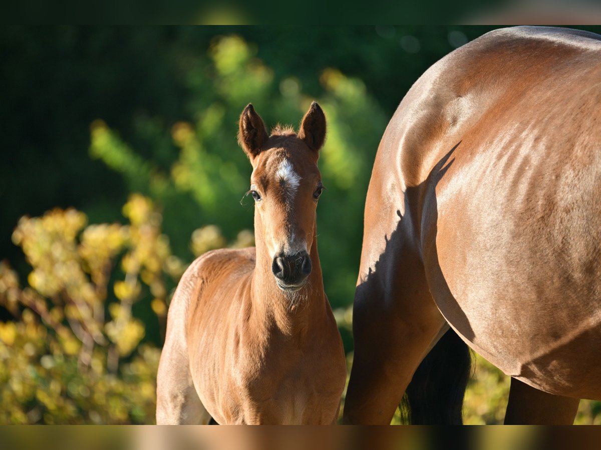 Deutsches Reitpony Hengst  Kann Schimmel werden in Libbesdorf