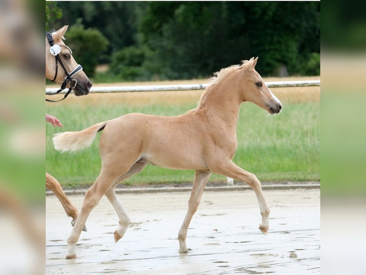 Deutsches Reitpony Hengst Fohlen (04/2025) Palomino in M&#xFC;nster
