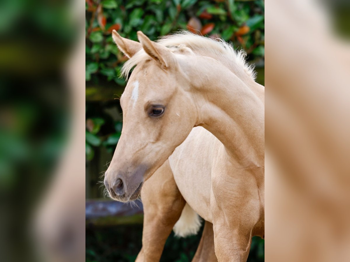 Deutsches Reitpony Hengst Fohlen (06/2024) Palomino in Gersten