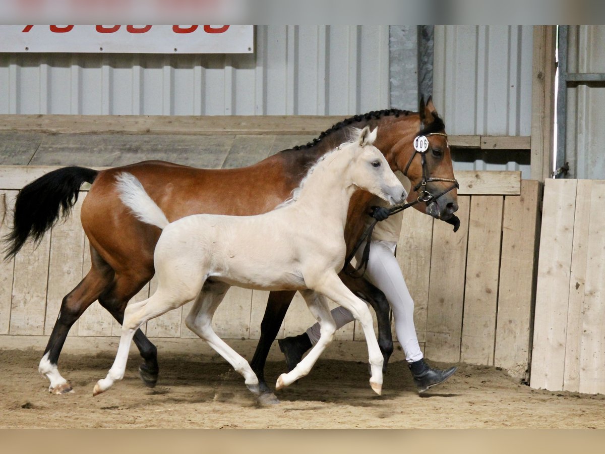 Deutsches Reitpony Hengst Fohlen (04/2025) Palomino in Dorndorf