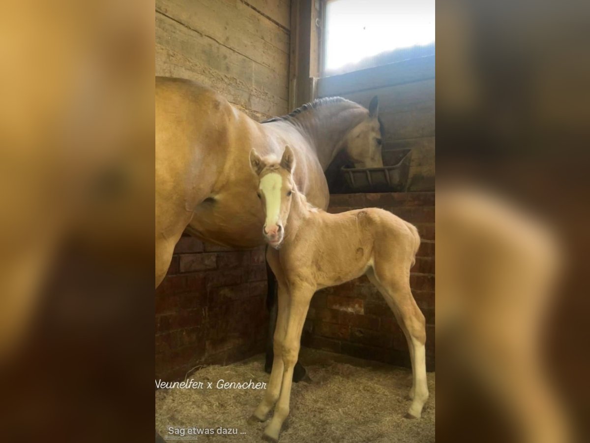 Deutsches Reitpony Hengst  Palomino in Engelskirchen