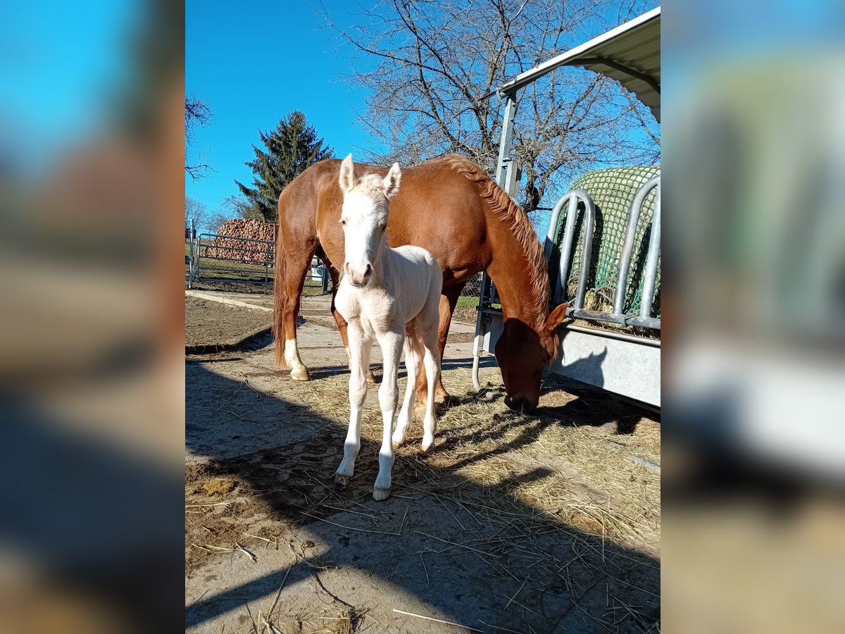 Deutsches Reitpony Hengst Fohlen (03/2025) Palomino in Remptendorf
