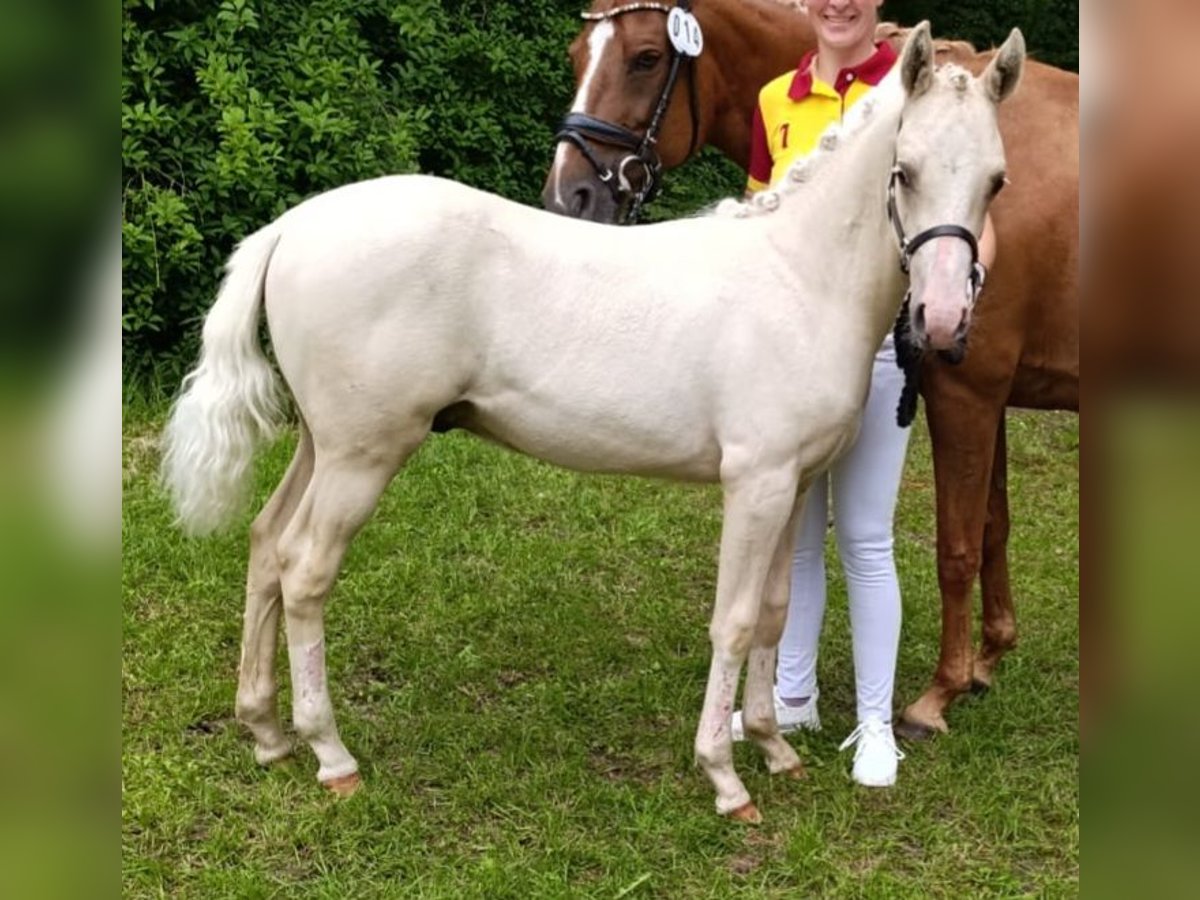 Deutsches Reitpony Hengst Fohlen (03/2025) Palomino in Remptendorf