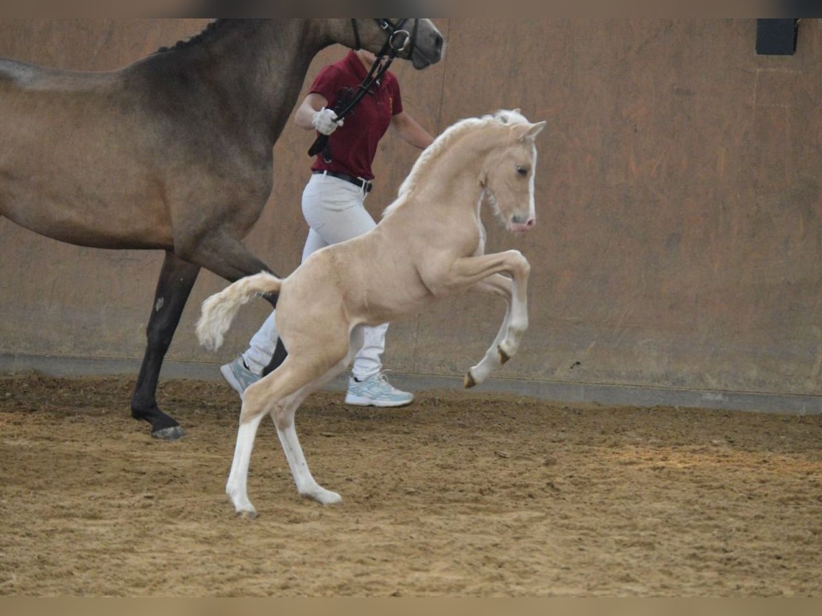 Deutsches Reitpony Hengst Fohlen (06/2025) Palomino in Wittstock/Dosse OT Feyenstein