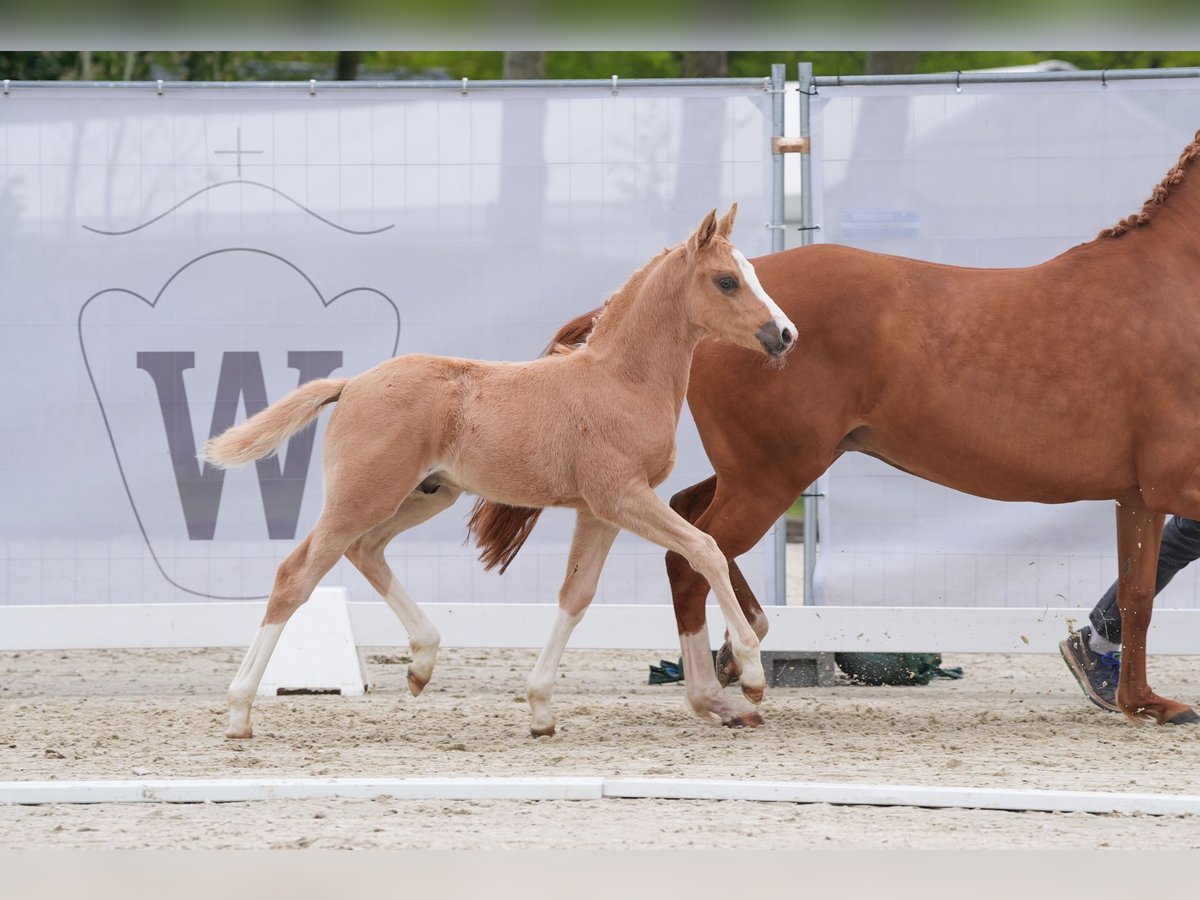 Deutsches Reitpony Hengst Fohlen (03/2024) Palomino in Mettingen