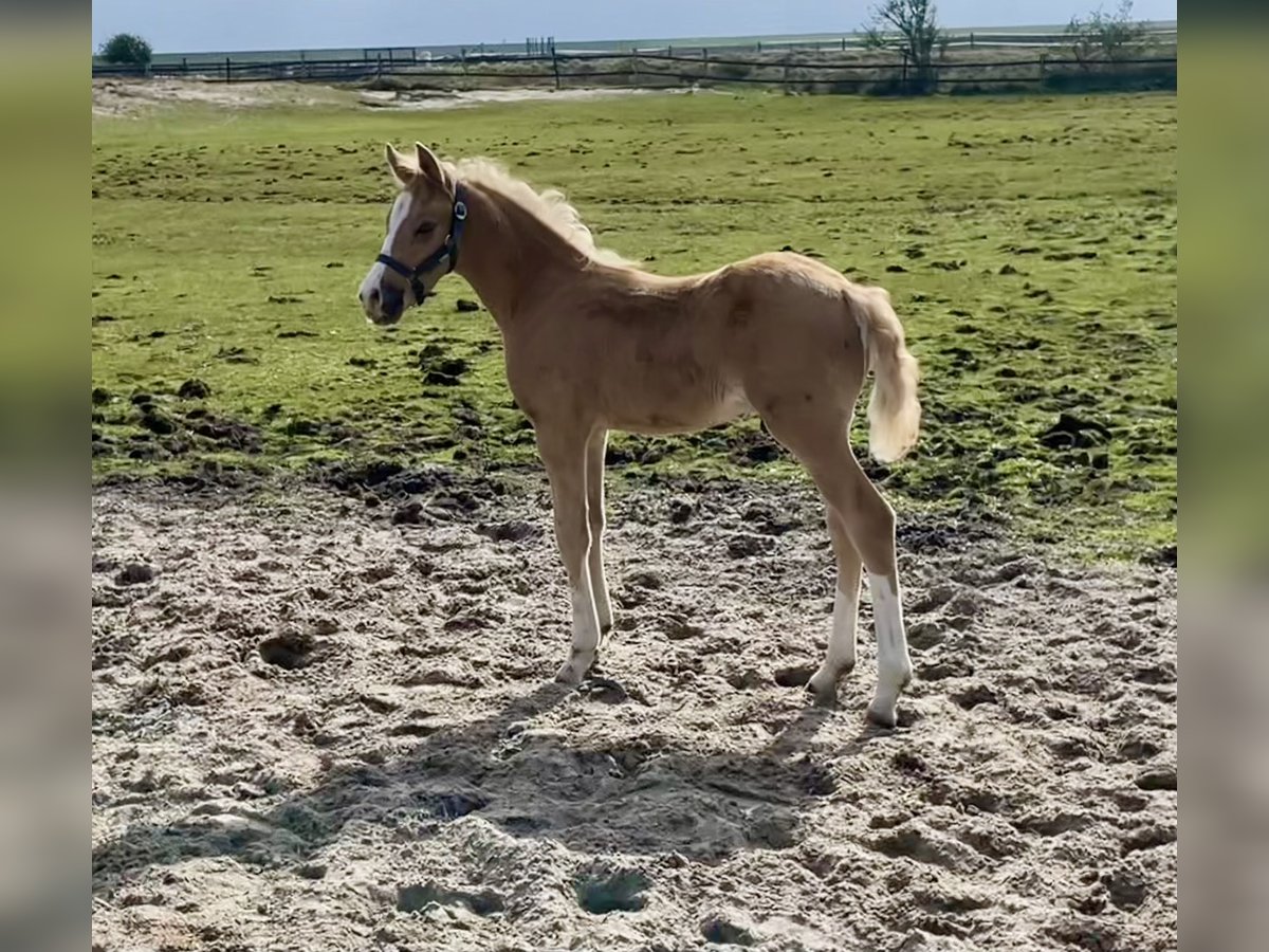 Deutsches Reitpony Hengst  Palomino in Norderney