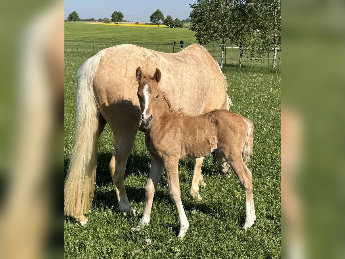 Deutsches Reitpony Hengst Fohlen (05/2025) Palomino in Tannhausen