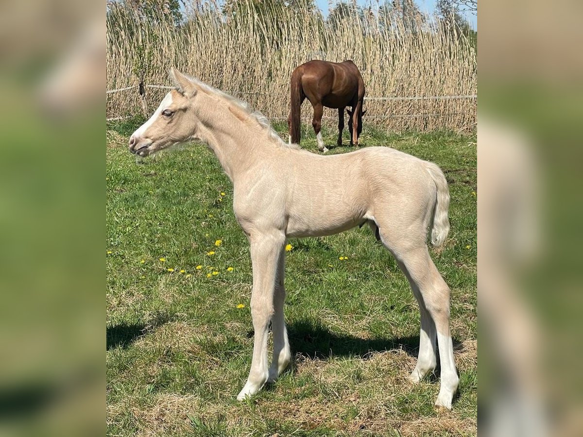 Deutsches Reitpony Hengst  Palomino in Verl