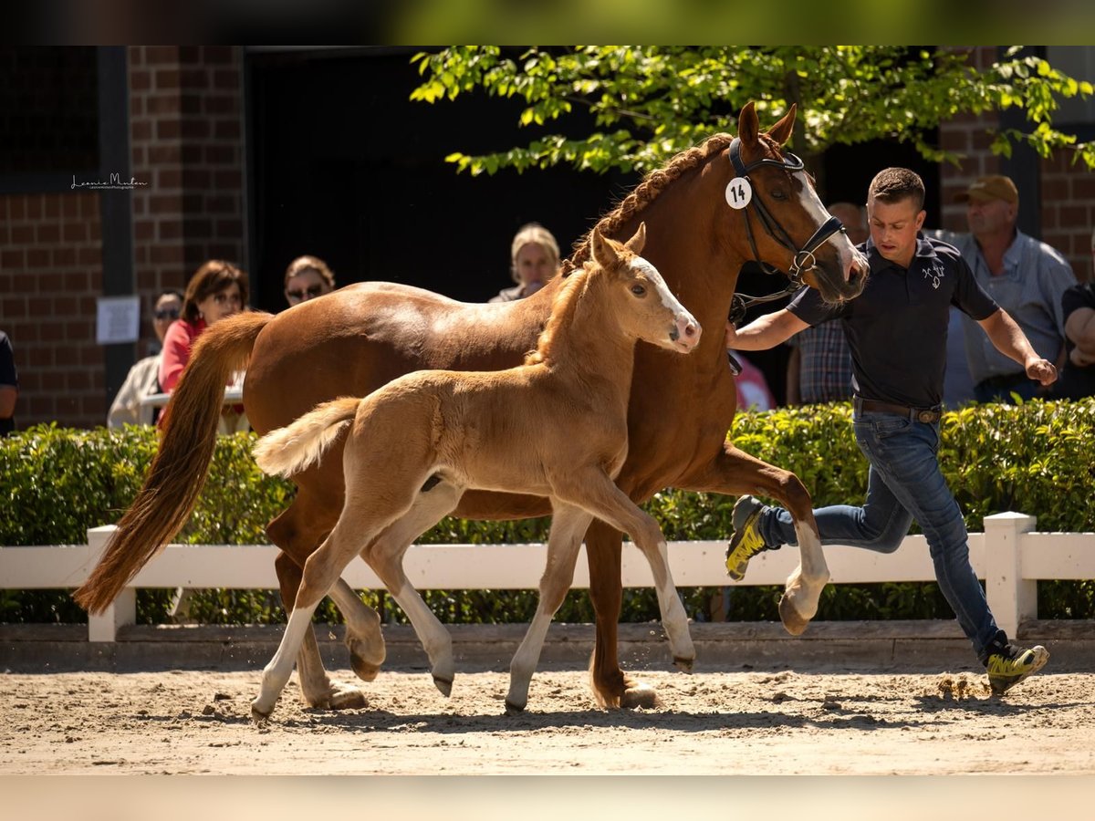 Deutsches Reitpony Hengst  Palomino in Willich