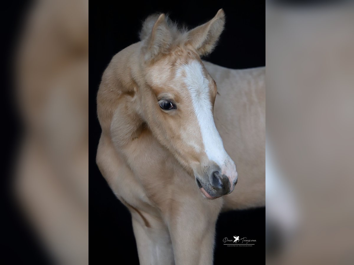 Deutsches Reitpony Hengst  Palomino in Neuenkirchen-Vörden
