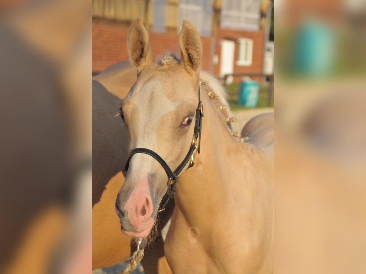 Deutsches Reitpony Hengst Fohlen (05/2025) Palomino in Soest