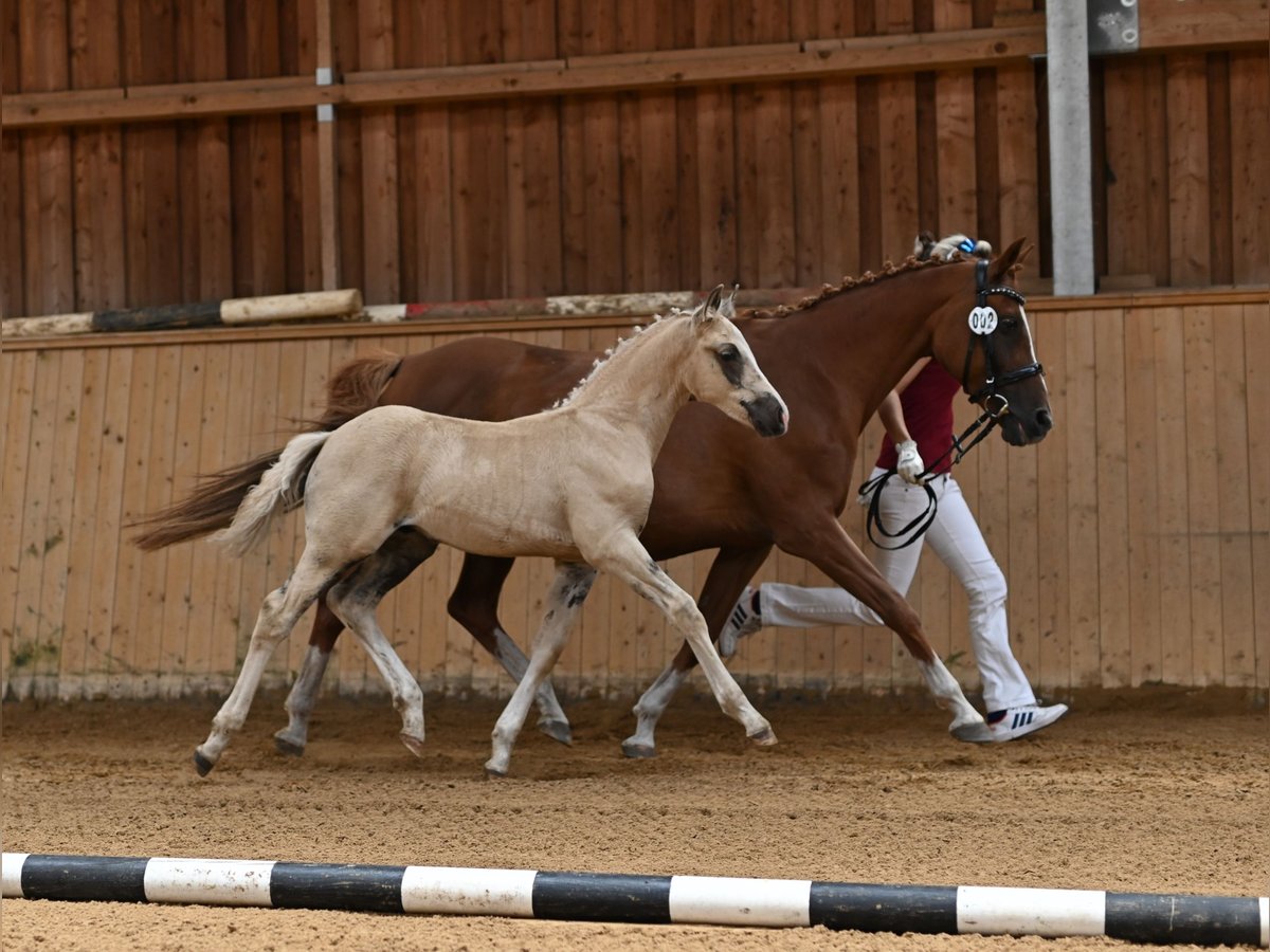 Deutsches Reitpony Hengst  Palomino in Spreenhagen