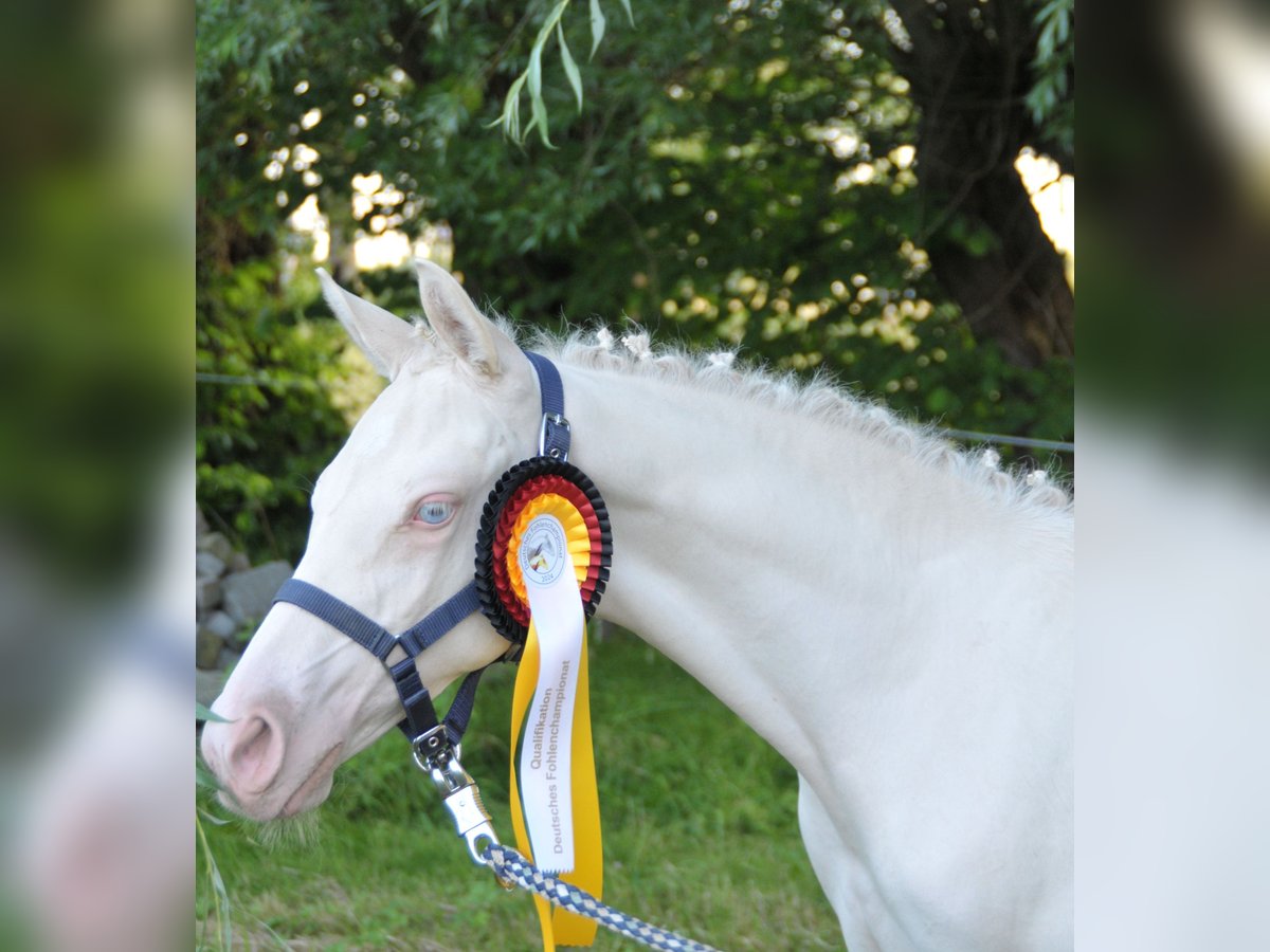 Deutsches Reitpony Hengst Fohlen (03/2024) Perlino in Lippetal