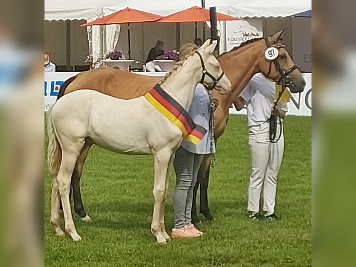 Deutsches Reitpony Hengst Fohlen (03/2024) Perlino in Lippetal