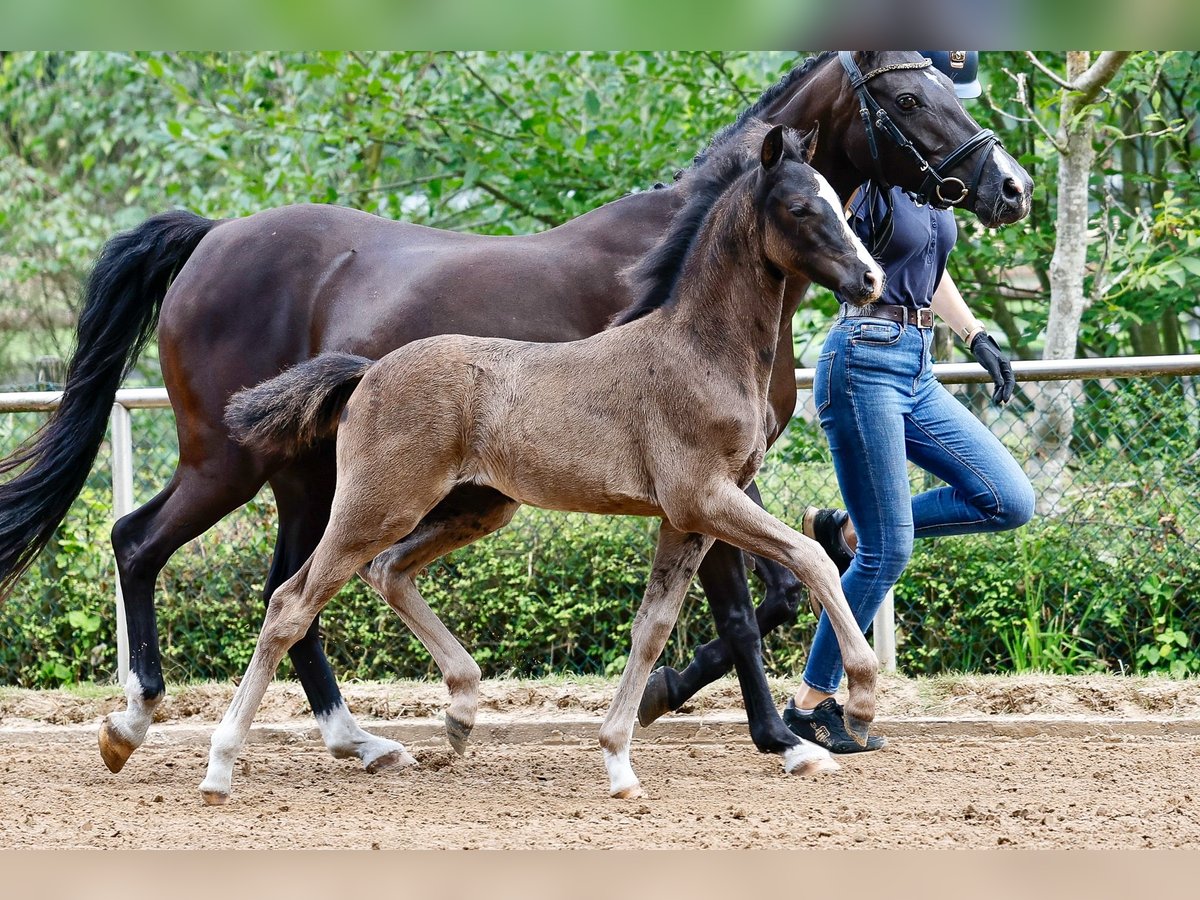 Deutsches Reitpony Hengst Fohlen (05/2025) Rappe in Westerstede