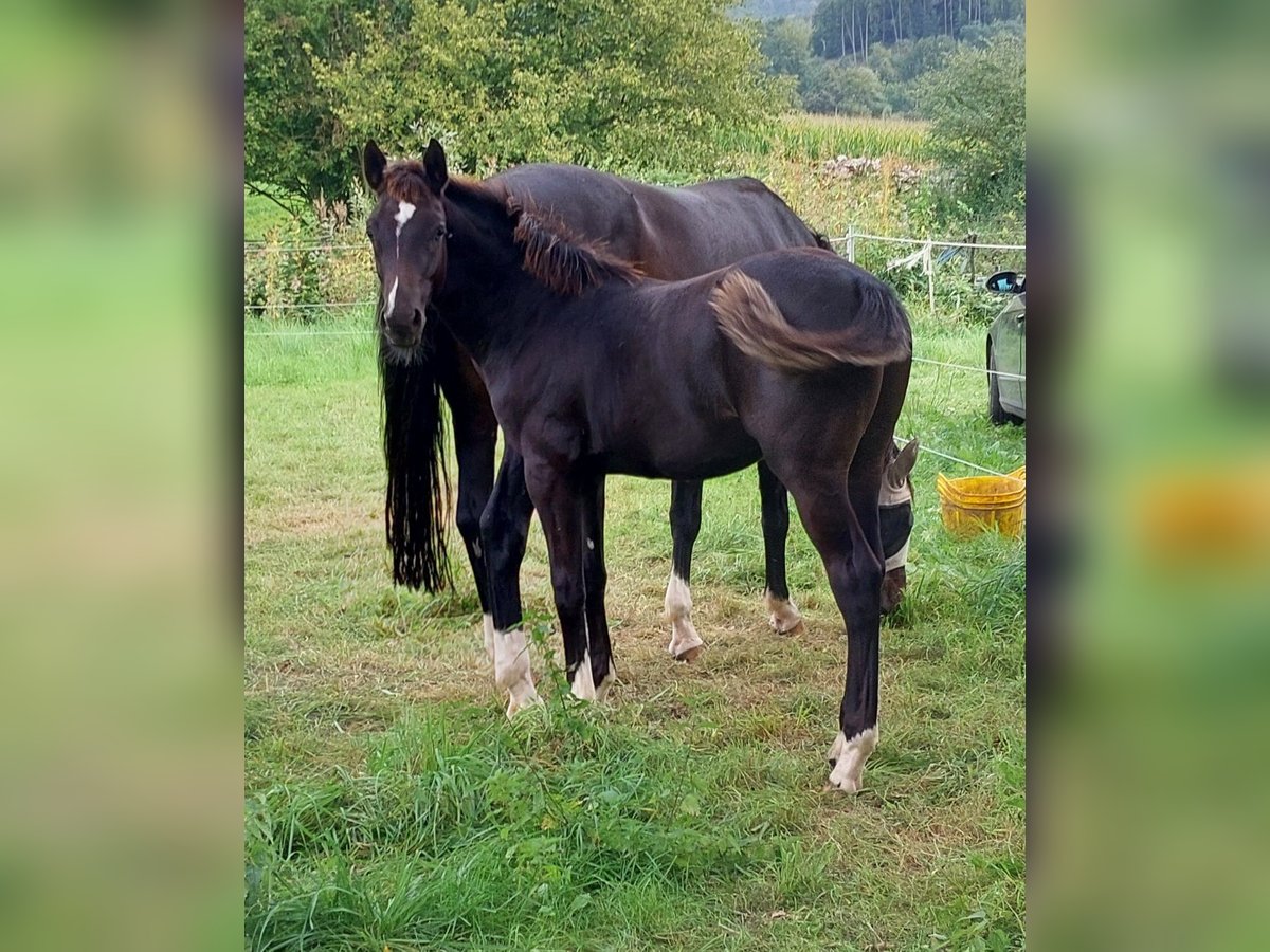 Deutsches Reitpony Mix Hengst Fohlen (03/2024) Rappe in Bodenfelde