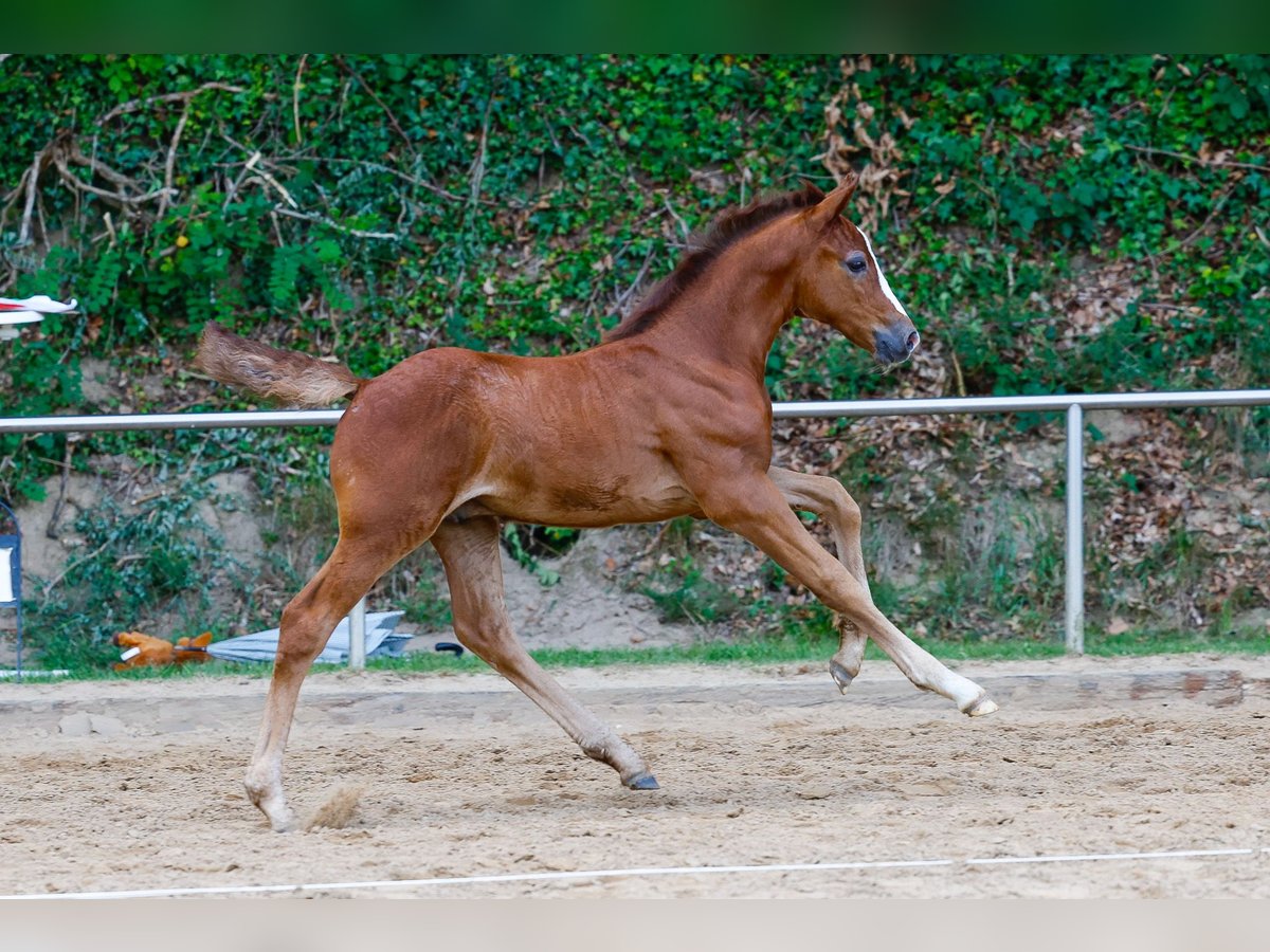 Deutsches Reitpony Hengst Fohlen (06/2025) Rotschimmel in Bakum OT Hausstette
