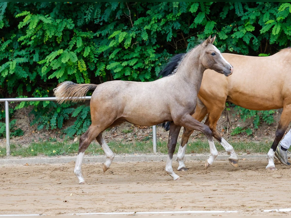 Deutsches Reitpony Hengst Fohlen (05/2024) Schimmel in Uplengen