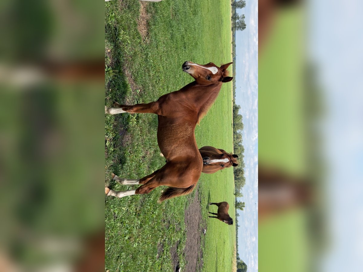Deutsches Reitpony Hengst Fohlen (03/2025) in Ausleben
