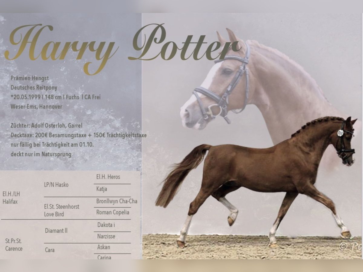 Deutsches Reitpony Hengst Fuchs in Achim