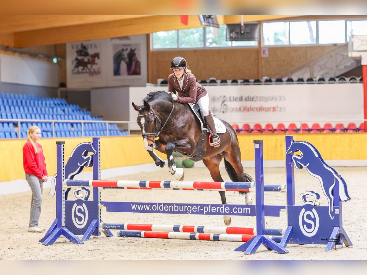 Deutsches Reitpony Hengst Schwarzbrauner in Achim