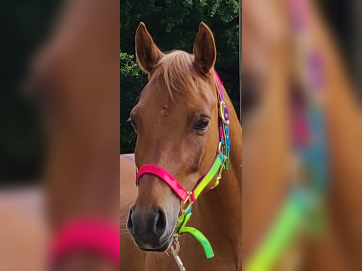 Deutsches Reitpony Stute 10 Jahre 136 cm in Oberhausen