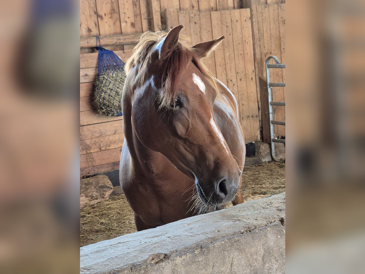 Deutsches Reitpony Stute 10 Jahre 140 cm in Aalen
