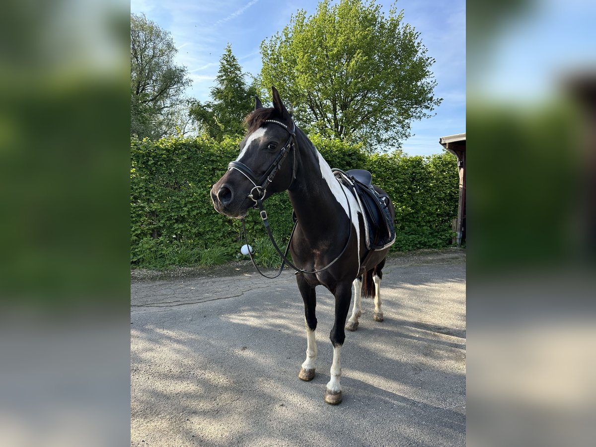 Deutsches Reitpony Stute 10 Jahre 140 cm Schecke in Aachen