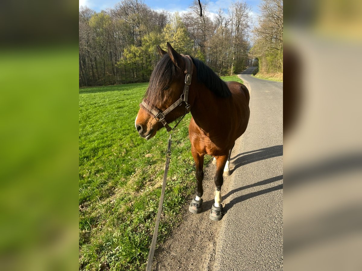 Deutsches Reitpony Mix Stute 10 Jahre 142 cm Brauner in Ruppichteroth Deutsches Reitpony Mix Stute 10 Jahre 142 cm Brauner in Ruppichteroth