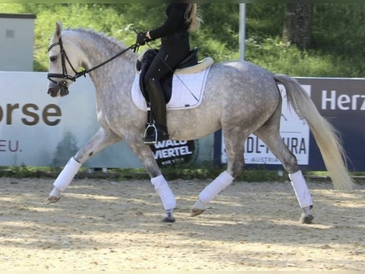 Deutsches Reitpony Stute 10 Jahre 142 cm Schimmel in Finnentrop