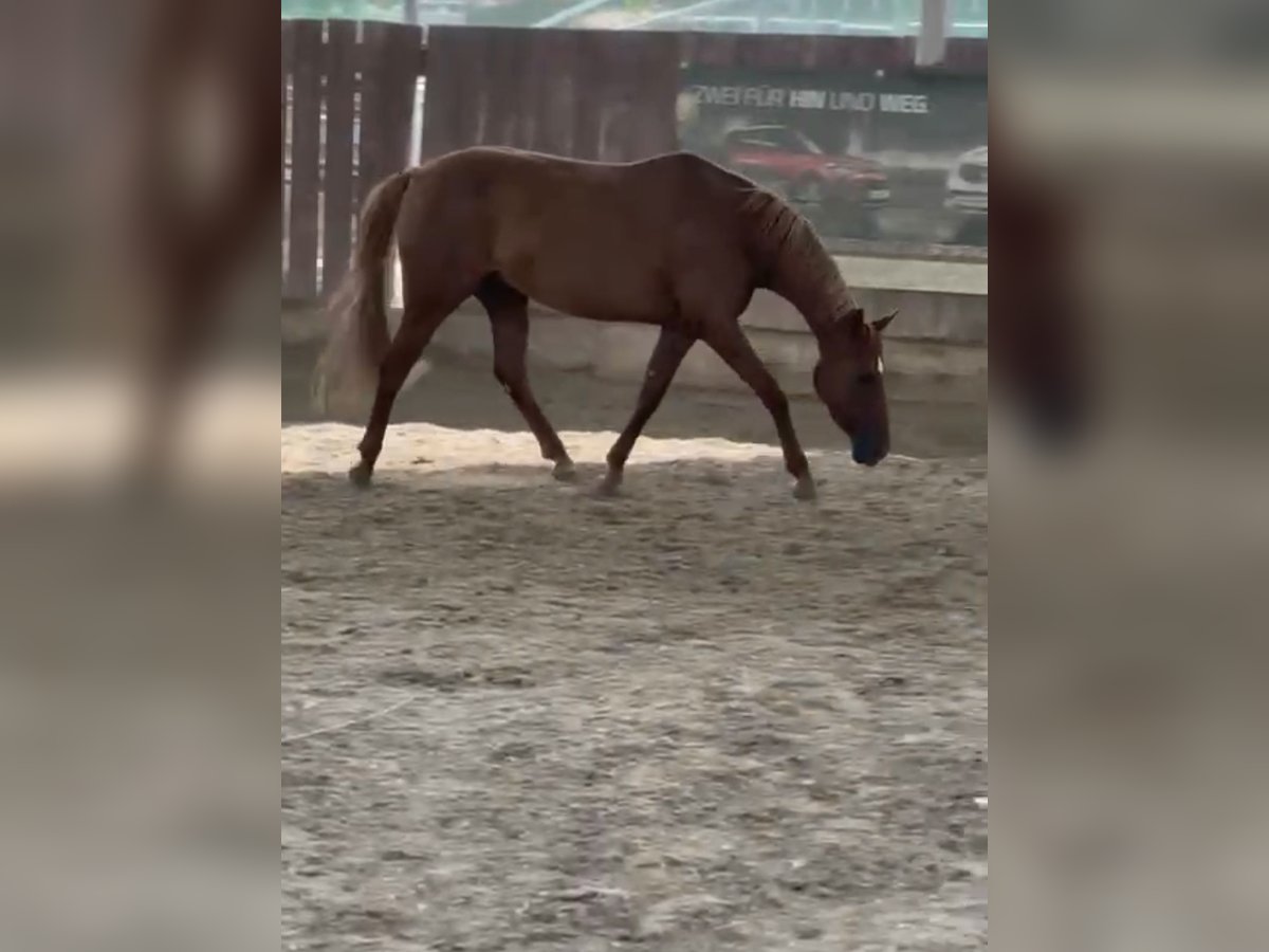 Deutsches Reitpony Stute 10 Jahre 143 cm Fuchs in Butzbach