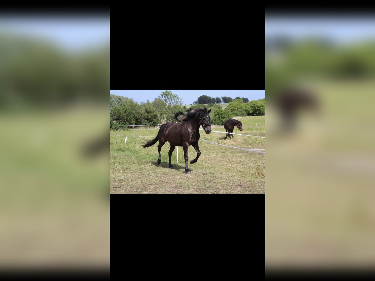 Deutsches Reitpony Mix Stute 10 Jahre 143 cm Rappe in Osternienburger Land