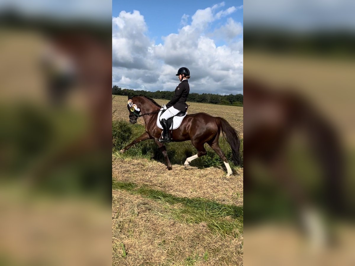 Deutsches Reitpony Stute 10 Jahre 144 cm Dunkelfuchs in Wendeburg