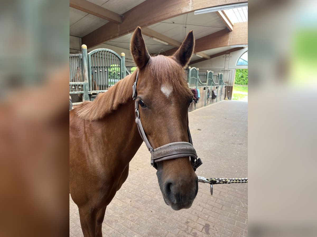 Deutsches Reitpony Stute 10 Jahre 144 cm Dunkelfuchs in Gro&#xDF;enl&#xFC;der